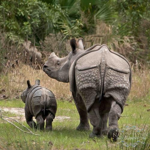 White Oak Mommy and Baby Rhino